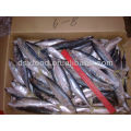 Whole Round Scad Fish